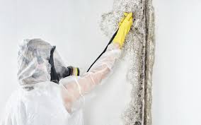 Best Basement Mold Removal  in New Hampton, IA